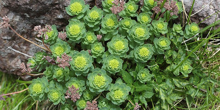 Ansiedade Rhodiola rosea